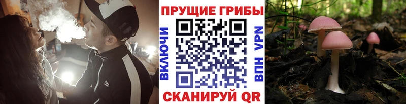МЕГА как зайти  как найти наркотики  Староминская  Галлюциногенные грибы ЛСД 